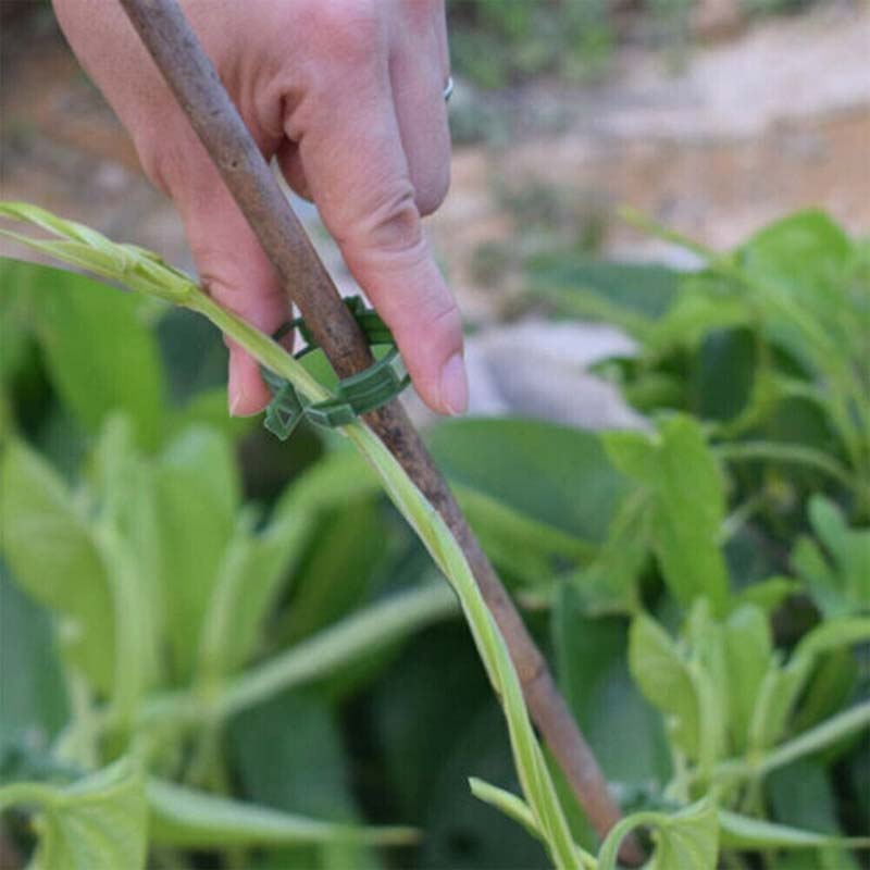 Il supporto delicato che non danneggia i tuoi fiori e ortaggi. ✨🌸--Clip di fissaggio per piante