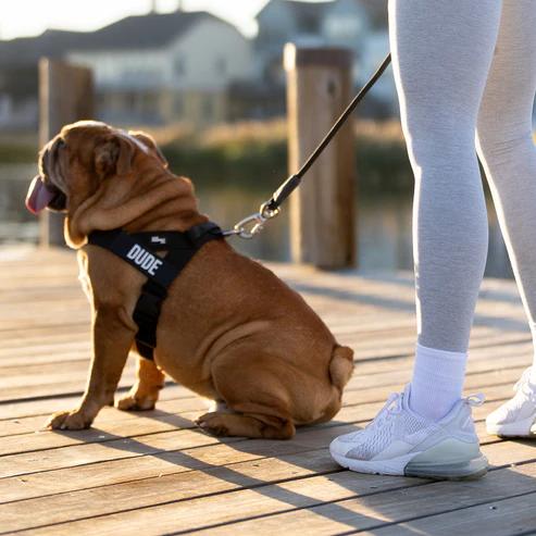 Anti Pull Dog Harness – Easy Fit, Comfortable & Secure